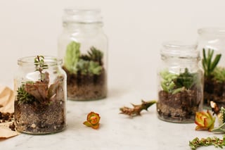 moccona jar inspiration terrarium teaser